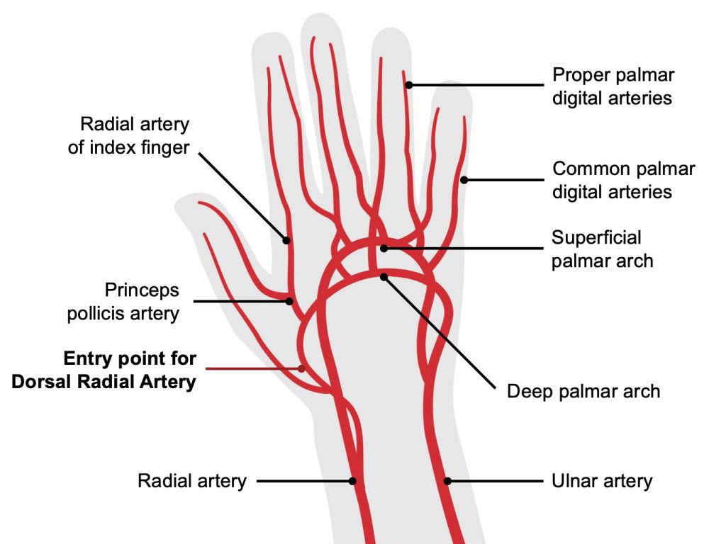Patent Haemostasis Diagram